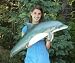 Giant Fiberglass Taxidermy Dolphin Porpoise Full Mount
