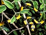 IMAGE OF Snake, Western Desciduous Forests, Madagascar Photographic Poster Print by Pete Oxford, 42x56