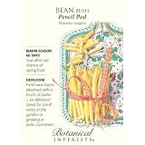 Bean Bush Pencil Pod Yellow Seed