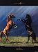No More Night Mares (2 Horses Reared Up) Art Poster Print - 18" X 24"