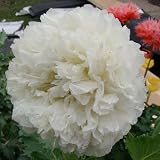 50 Seeds, Poppy Cream Peony (Papaver paeoniflorum) Packaged By Seed Needs