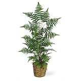 45' Forest Fern Silk Plant