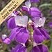 500 Seeds, Chinese Houses (Collinsia heterophylla) Seeds by Seed Needs