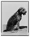Historic Print (L): [Laddie Boy, pet dog of Warren G. Harding, seated, facing right]