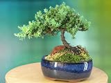 A 4 to 5 Year Old Juniper Bonsai Tree