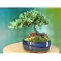 A 4 to 5 Year Old Juniper Bonsai Tree
