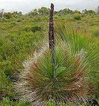 Grass Tree / Black Boy 10 Seeds -Xanthorrhoea australis