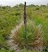 Grass Tree / Black Boy 10 Seeds -Xanthorrhoea australis