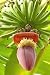 Banana Flower - 18