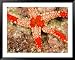 Sea Star, Banda Island, Indonesia Framed Art Poster Print by Stuart Westmorland, 49x39