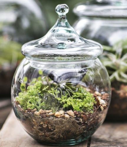 Garden Glass Terrarium Soil Growing Kit 12"