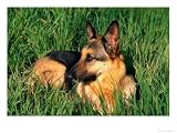 German Shepherd Lying in Grass Photographic Poster Print by Francie Manning, 40x30