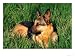 German Shepherd Lying in Grass Photographic Poster Print by Francie Manning, 16x12