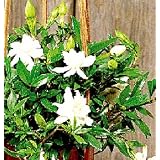 Dwarf Gardenia Plant - Bonsai or House Plant -FRAGRANT