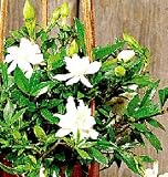 Dwarf Gardenia Plant - Bonsai or House Plant -FRAGRANT
