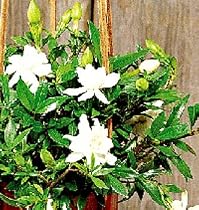 Dwarf Gardenia Plant - Bonsai or House Plant -FRAGRANT
