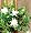 Dwarf Gardenia Plant - Bonsai or House Plant -FRAGRANT