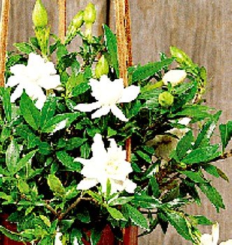 Dwarf Gardenia Plant - Bonsai or House Plant -FRAGRANT