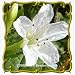 Four-O'Clock (Mirabilis jalapa) Jumbo Wildflower Seed Packet - 80 Seeds