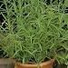 TARRAGON HERB 50