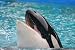 Whale Watching - 36W x 24H - Peel and Stick Wall Decal by Wallmonkeys