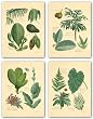 Rainforest Collection Set by Betty Whiteaker 13"x17" Art Print Poster