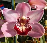 Cymbidium Radiant Harry orchid blooming size in 3.5 inch pot