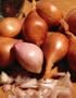 Red Holland Shallot 5 Bulbs