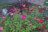 GIANT ZINNIA MIX 100 SEEDS