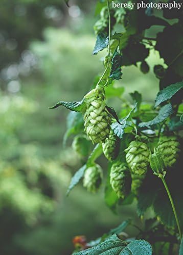 What's Hoppinin'? - Rustic Wall Art, Green Art, Nature Photography, Rustic Home Decor, Beer Art