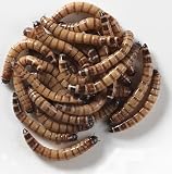 Live Superworms 1,000 ct.
