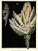 1921 Print E.J. Geske Art Kentucky Bluegrass Plant Flower Botanical Horticulture - Original Color Print