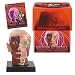 BioSigns Brain and Skull - Human Anatomy Model
