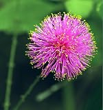 FIBER OPTIC SENSITIVE PLANT – LEAVES MOVE – MIMOSA