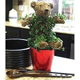 Live Ivy Topiary Bear Gift Plant