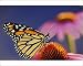 Photographic Prints of Wanderer / Monarch / Milkweed Butterfly - on purple coneflower, (Echinacea from Ardea Wildlife Pets