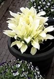 White Feather Hosta - UNBELIEVABLE!-NEW!-RARE! - Potted