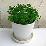 ラッキークローバー*ソーサー付陶器鉢植え[大人気！幸せの黄色いクローバー]