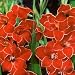 SELECT COLLECTION - Gladioli Baccara (20 Corms in Pack)