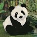 Chopsticks Panda 15" by Gund 15328