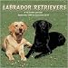 labrador14  - Labrador Retrievers 2010 Wall Calendar
