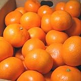 OCS 小玉みかん3kg入りを2箱まとめて超特価