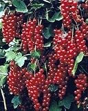 Jonkheer Van Tets Red Currant Bush-Top Rated For Flavor thumbnail