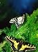 Anise Swallowtail Butterfly, California, USA Photographic Poster Print by David Northcott, 9x12