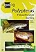 AQUALOG: Polypterus - Bichirs (English and German Edition)