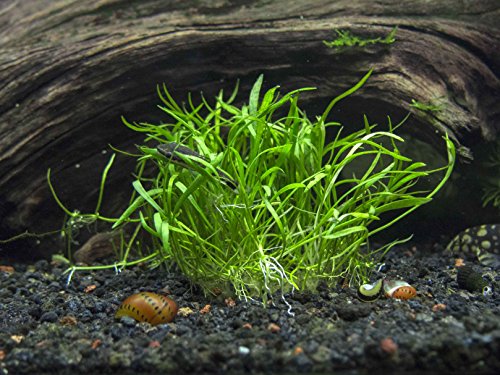 Micro Sword Plant - Live Aquarium Plants by Aquatic Arts