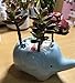 Cute Elephant Flower Pot - Mini Ceramic Planter for Succulents - Blue