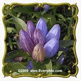 1 Oz Bottle Gentian (Gentiana andrewsii) Bulk Wildflower Seeds