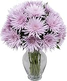 Lavender Fuji Mums 20 stems with Hourglass Vase
