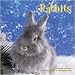 So cute . . guinea pig, rat, hamster, ferret & wabbit . . calendars *